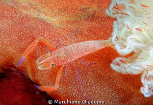 Periclimene on Spanish Dancer
Walea: Nikon D200 by Marchione Giacomo 